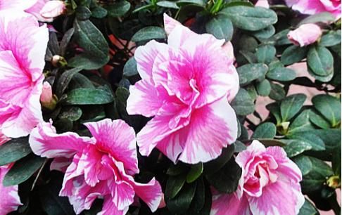  [小花]客厅养这5款小花，花朵雍容华贵，花型奇特美观，满屋香飘四溢