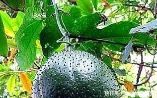 「营养」这植物叫“木鳖子”,种子有毒但果肉营养丰富,可惜越来越少见了!