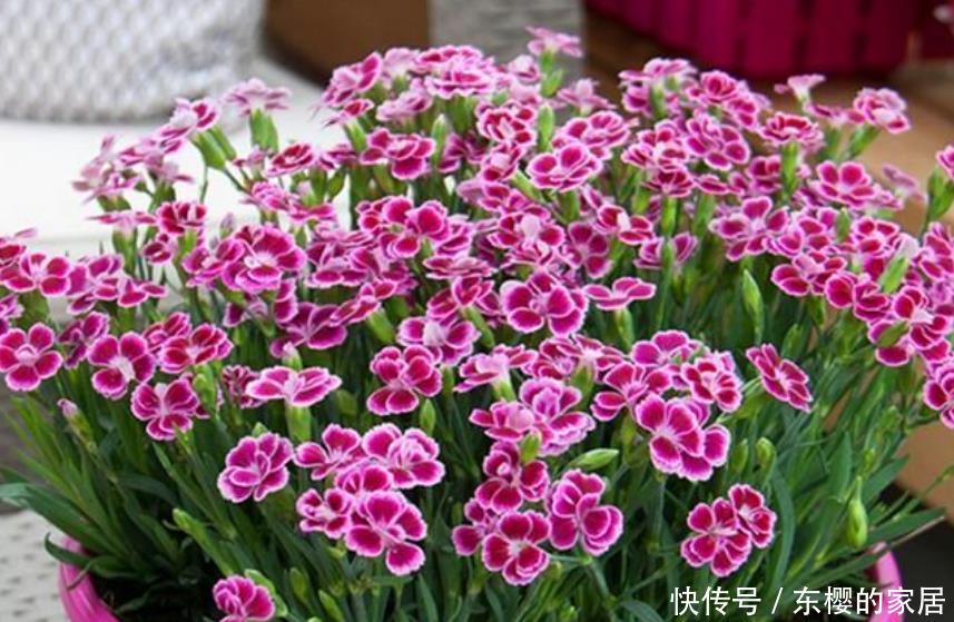  家里：“4种花”养家里，开花不断，花朵多又艳，直接变成“小花园”！