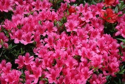 艳丽■喜欢养花花,就养“优雅妖娆艳丽”的花卉,花量大,花期长,妩媚