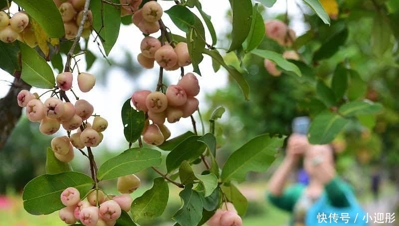  [内陆地区]这水果在内地卖10元3个，海南街头掉的满地都是，却一