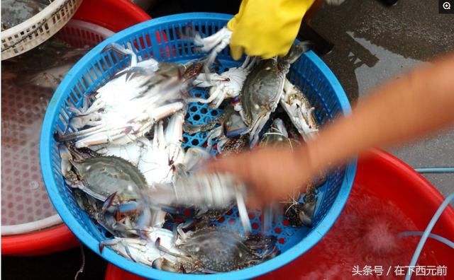 青岛海鲜早市，梭子蟹开始上市，价格逐渐走低，活蟹25元一斤