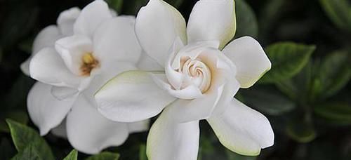  『补充足够』栀子花花苞长不大是缺肥吗？