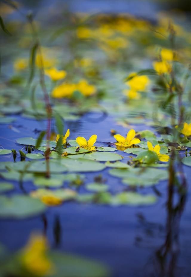 大兴安岭面积最大的湿地公园，长满荇菜，再现《诗经》诗意画面