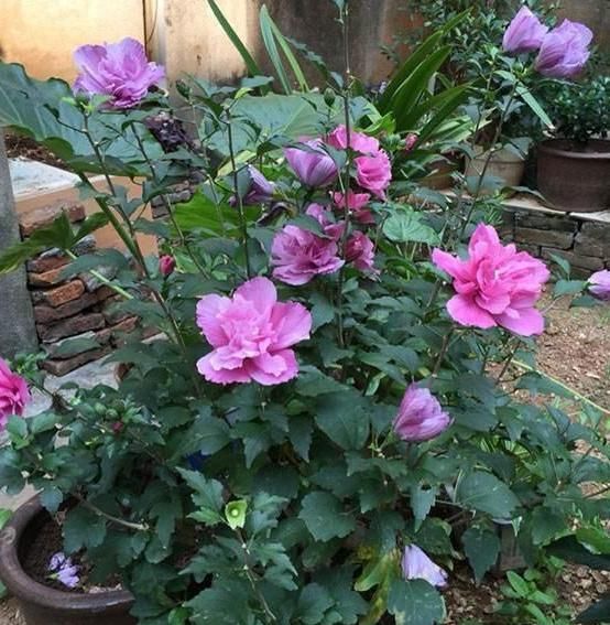  得养：在5月份,得养“生根快”的花卉,2个月繁殖“20盆”,好看!
