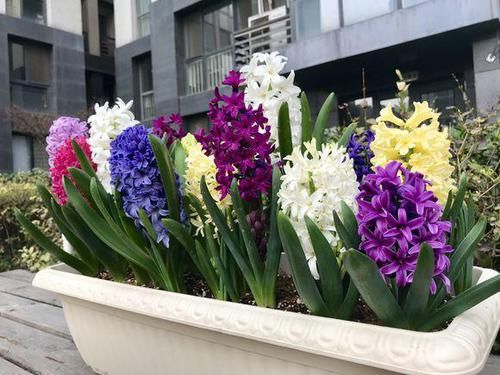 #小球#这些香香花,有长寿命,只要种一次,开花几十年,爆满小球球