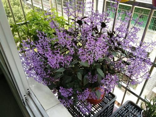 #家里#4种盆栽花卉,放家里贼好看,好养易爆盆,给点阳光就疯狂开花