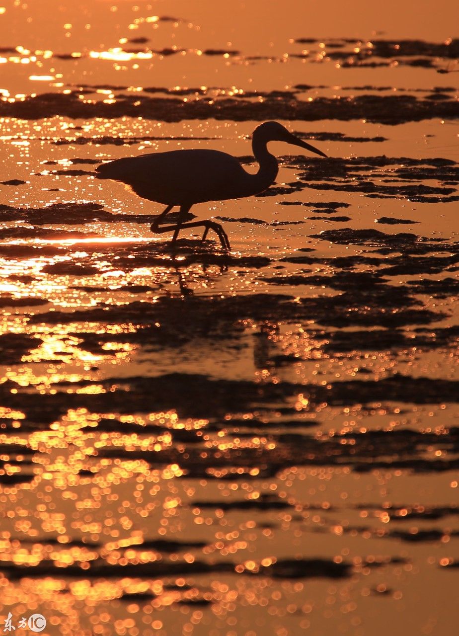 安徽:秋日夕阳映白鹭