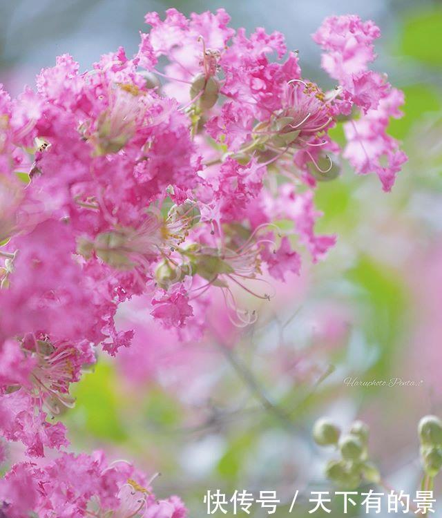  『紫薇花』这树“没皮”，它的花却开得轰轰烈烈，长达百日红