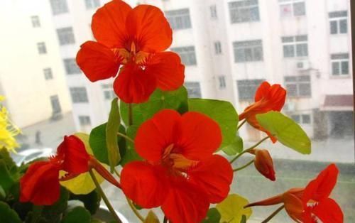 【旱金莲】适合挂在空中养的5种植物,半个月浇一次水,开的花跟大花球一样