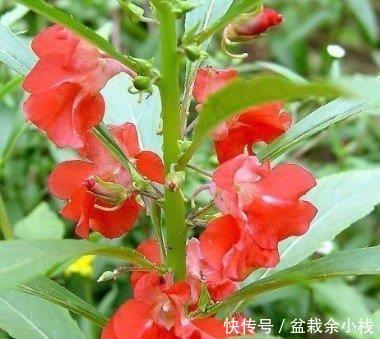  #指甲花#喜欢在家中养护花卉，就选择开花艳丽，花期长，优雅妖娆的花卉