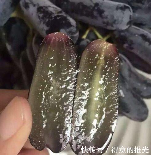  【葡萄】此树零下20度都冻不死，碰土就活，在农村种一棵，来年