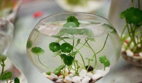 #花草#别再土培花草了,又脏又乱,将它们水培放家里,养眼、管理省心