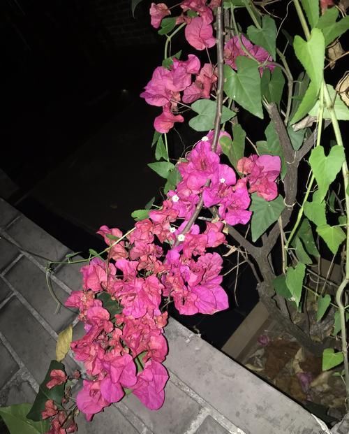  [阳光]有阳光就好开花的三角梅，没想到花色这么多，你养了哪一种？