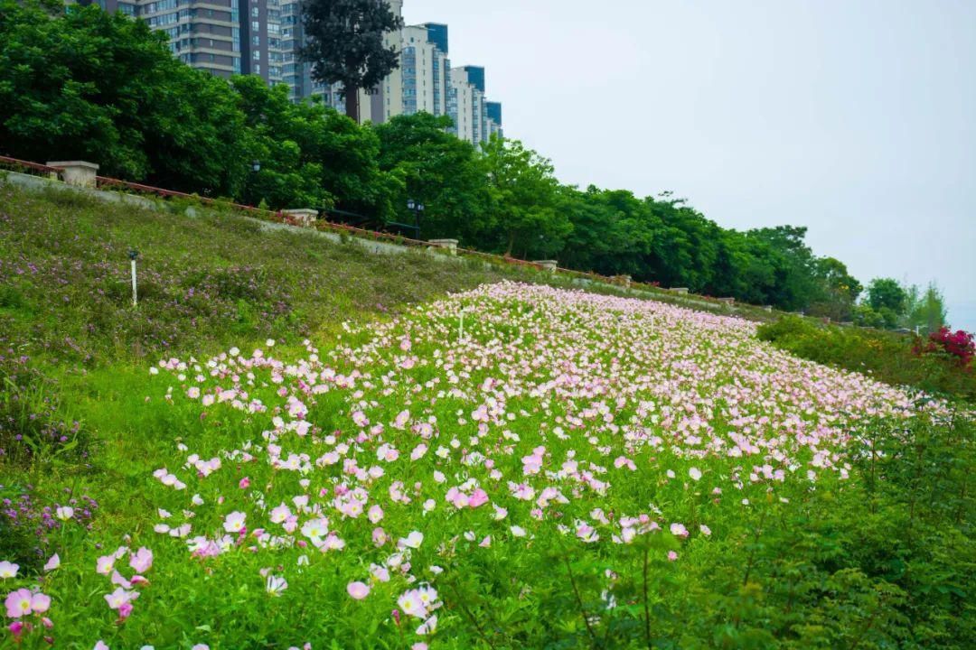  「月见草」美丽月见草，在月下展颜的一抹桃粉色