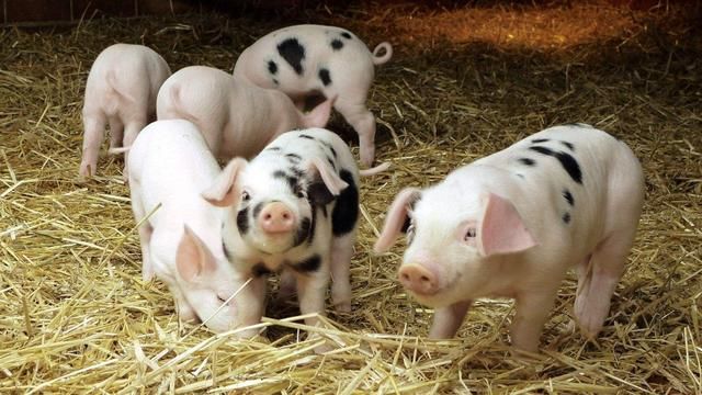 国家提出八项养猪的补贴!让养殖户们渡过难关