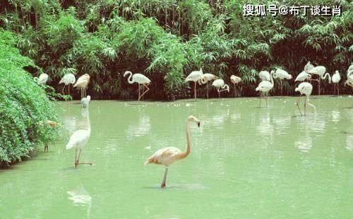  【豆腐心】“刀子嘴豆腐心”的三生肖女，嘴上对丈夫很嫌弃，内心却很爱丈夫