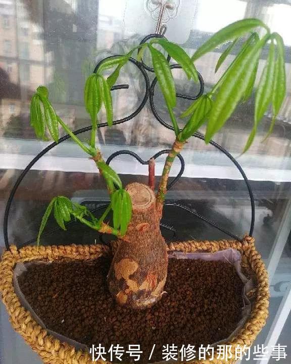  『花钱买』养花技巧：最难养的3种花，扦插100%活，下次别再花钱买啦