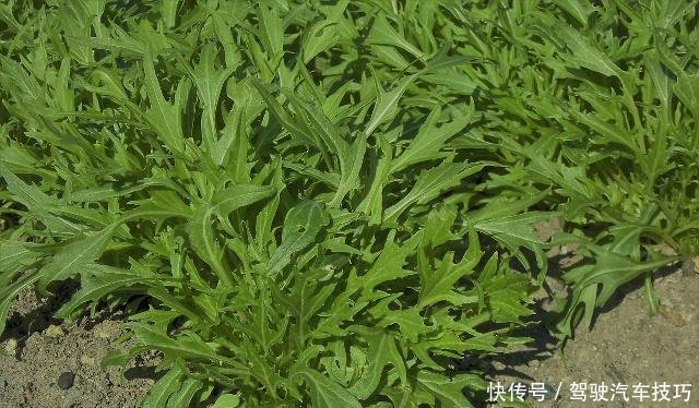 『蔬菜』5种耐寒性很好的蔬菜,冬天阳台盆栽就种它们,零下5度冻不死!