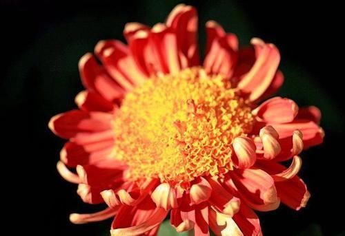  黄花■喜欢菊花，首选“珍稀名菊”洹水红梅，花似红梅，蕊黄花艳！