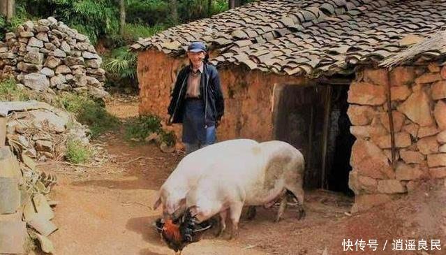 养猪会污染空气，专家建议禁止农民散养猪，老农民一句话怼回去