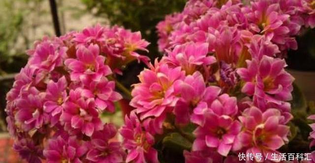 空间|北方室内养“几种”花,植株不占空间,花期长,每次开花都爆盆