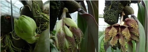  「大王花」这6种花“最臭”，开的再好看也没人养，第4种兰花能当“领带”