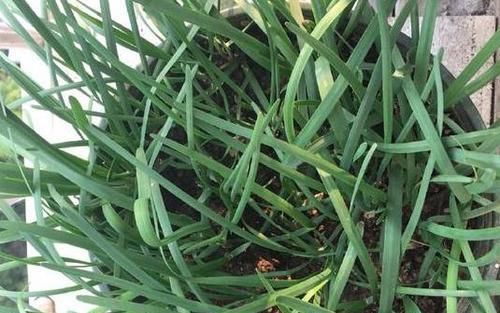  割完■阳台盆栽韭菜该如何管理？用上2个小技巧，绿叶割完一茬又一茬