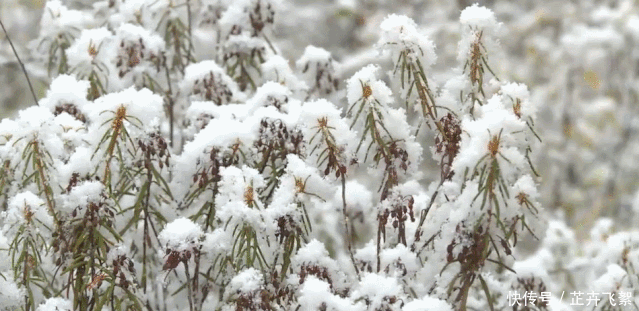  「台风」下雪了？！下半年影响范围最广冷空气将来袭，杭州气温