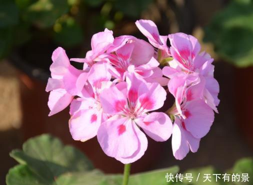  『试试』谁说封闭阳台养不好花，试试这4种，沾土就能活，开花美翻天！