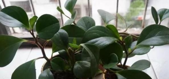 找到|豆瓣绿叶子不是有黑点就是黄叶,原因终于找到了!护根护叶有绝招