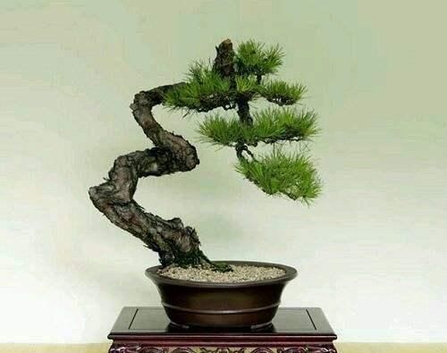  『沉淀』盆景是养花最高境界，人文树盆景就是高层次盆景，全是岁月的沉淀