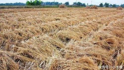 当初鼓励秸秆还田, 如今弊端显现, 农民质问专家: 损失谁来负责?