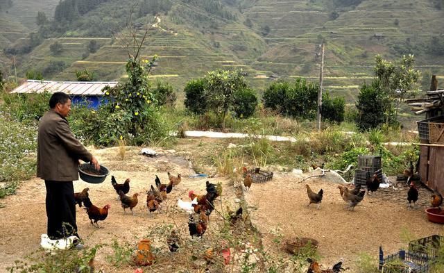 许多年轻人回到了农村，利用山林、林果地养鸡发了财！