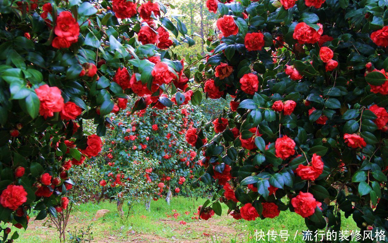『植物』茶花长太高,可以打矮壮素吗?了解以下就行了