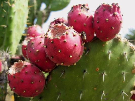 阿姨常用此果当零食吃，每天吃两个，美容养颜