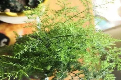  「盆土」文竹掉叶黄叶，这样一处理，20天冒出嫩叶来，蹭蹭长得枝叶茂盛！