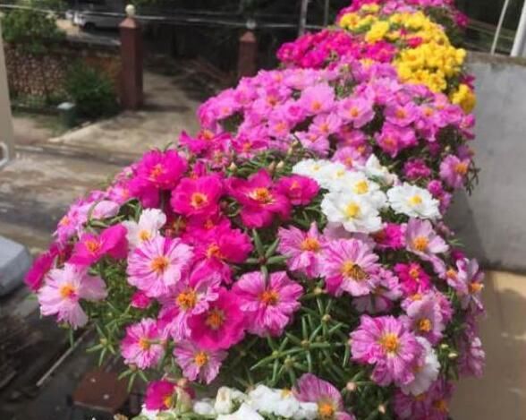  「活得」怎么养才能让鲜花活得更久点?