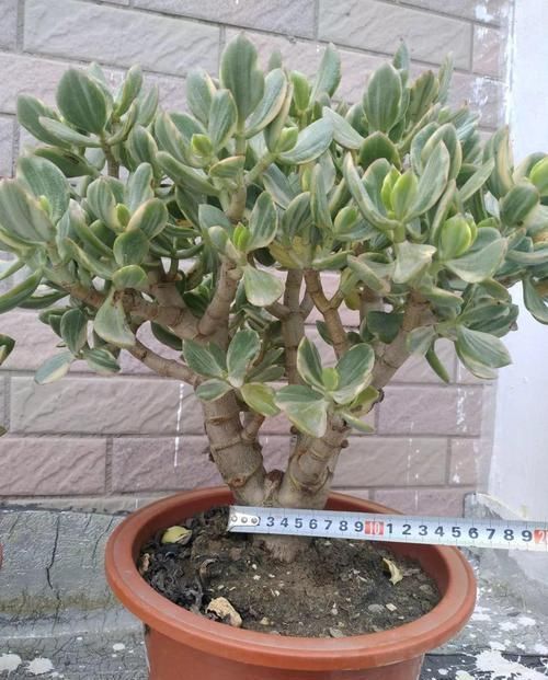  放在散射光好的地方■养了20年的玉树，杆子比大腿还粗，满树白花跟下雪了一样