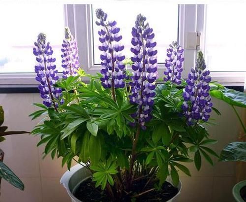  『停歇』“3种花”养家里，天天开花不停歇，成团成簇开满盆，好养又好看
