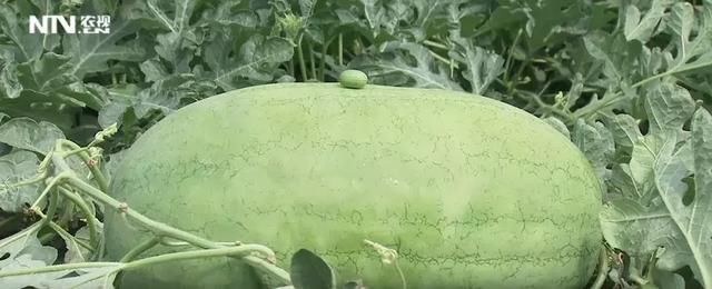  [尹明礼]一年销瓜400万元，看这个“弃笔投瓜”者把西瓜咋玩的？