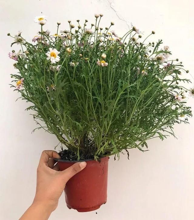  开花|玛格丽特“大片”黄叶枯枝，3个原因要知道，秋天才能开花