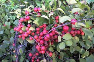  #钙果#农村这种野果，钙含量很高，被称为“补钙之星”，是高级