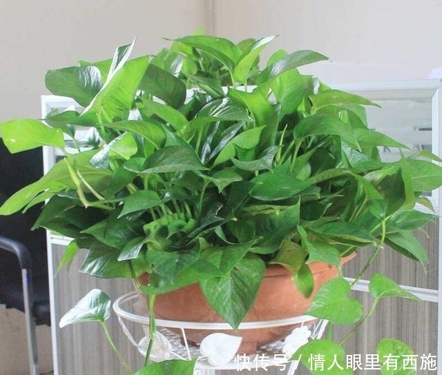 「家里」家里有养6种花,不要傻傻拿去晒太阳,一晒就出问题