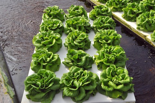 河南内乡：用科技“武装”农业 打造高效农业新名片