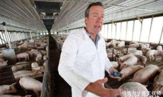  「国家」美国为何是全球最大的养猪国家？原因秘密在于对猪粪的