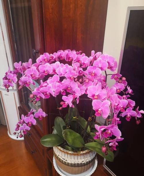  「漂亮」养盆蝴蝶兰，摆在茶几上，花开一大串，花期2个月，超漂亮