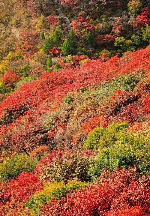 这个秋天，就想和你一起去石门坊赏红叶