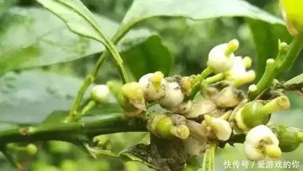 紧急！冷空气和暴雨又来了！这些柑橘防御措施再不做就晚了！