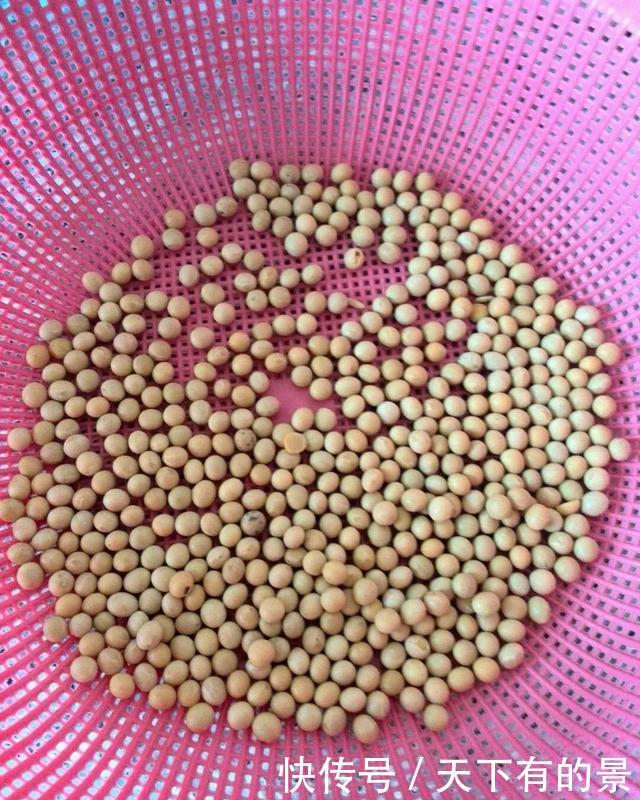 养花■想吃豆芽,1个“可乐瓶”就能做,只花豆子钱,7天就行!